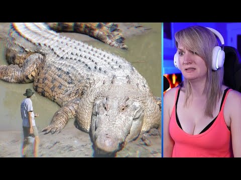 15 Abnormally Large Crocodiles That Actually Exist Part 1 | Pets House