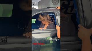 Slamology 2026 Hair Tricks #automobile #slappingbass #subwoofer #sundownaudio #audio