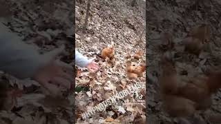 WHEN YOU HYPNOTISE SOMEONE A LITTLE TOO WELL... EGGSTREME MISTAKE! #HYPNOSIS