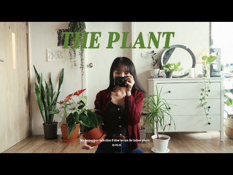 วีดีโอ: ย่อมาจาก houseplants: วิธีใช้ต้นไม้ในร่มอย่างมีประสิทธิภาพ