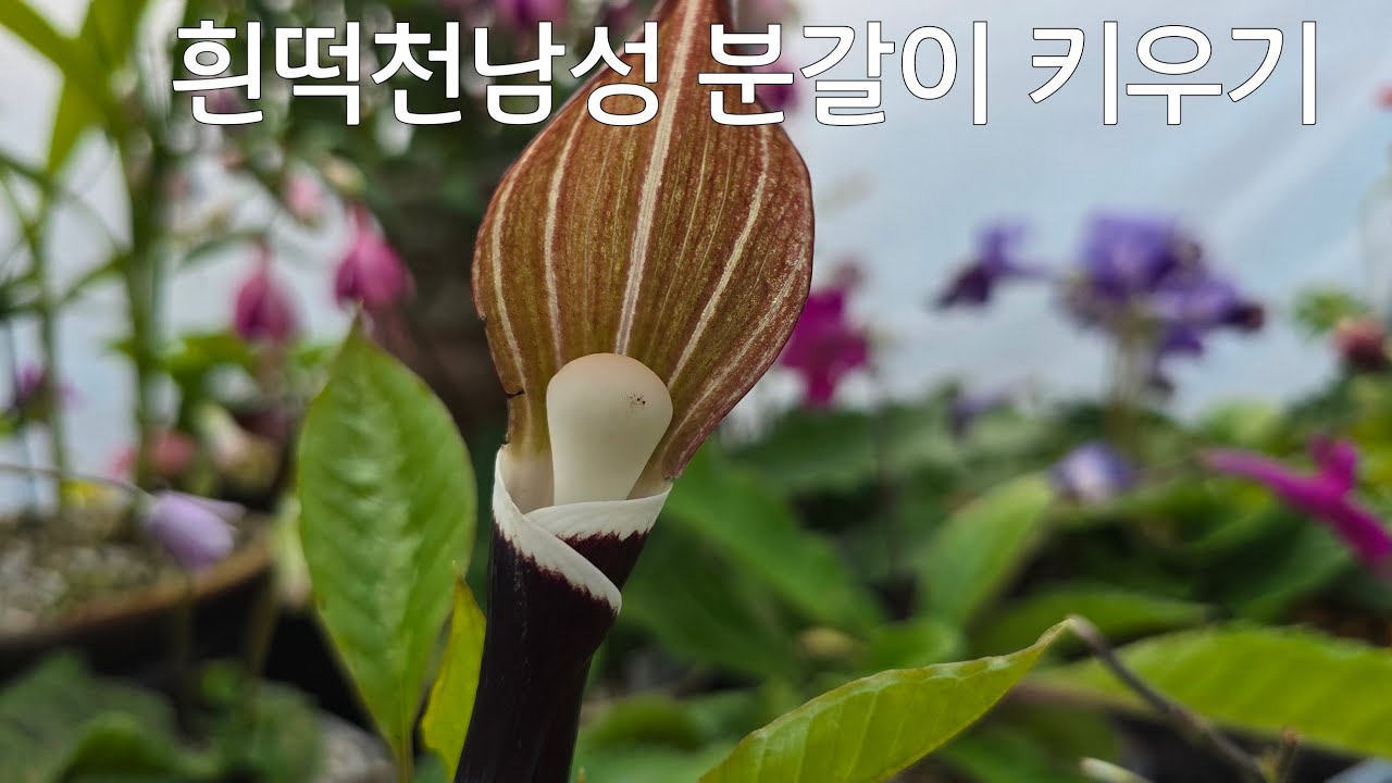 #흰떡천남성 #분갈이 #키우기 처음처럼야생화 - YouTube
