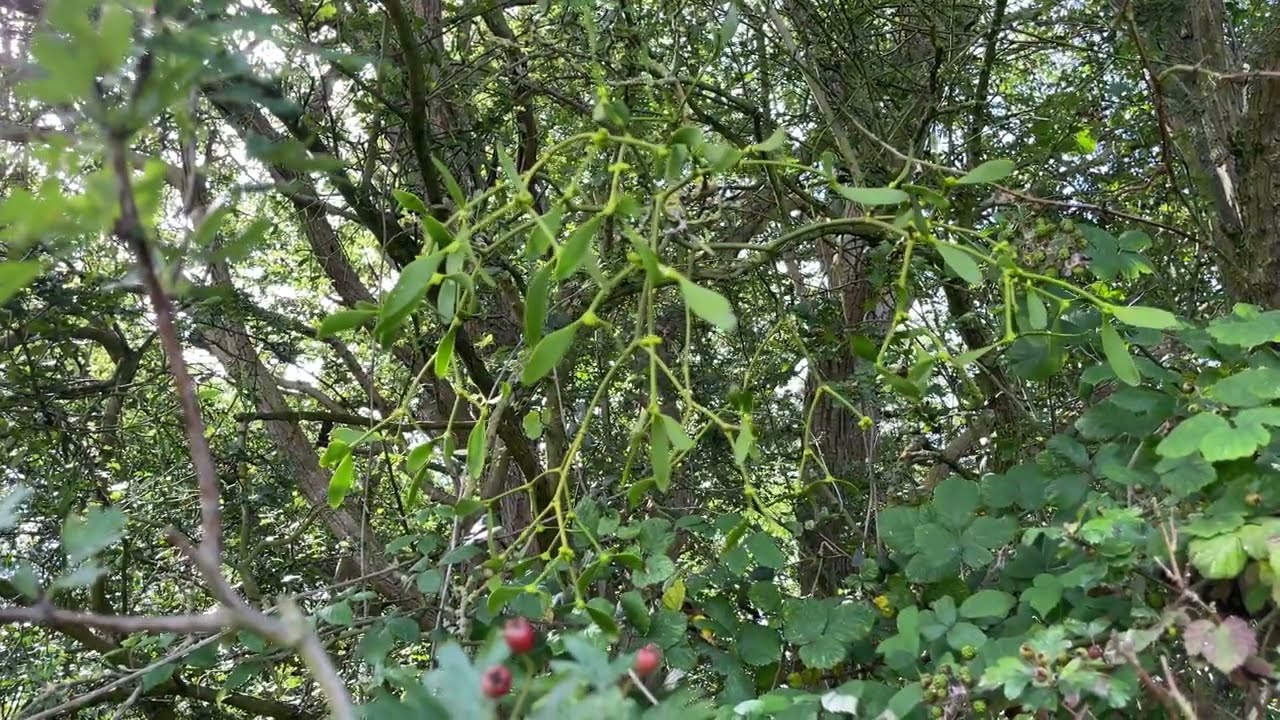 Mistletoe growing on Common hawthorn - August 2023
