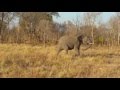 Elephant roar hwange national park