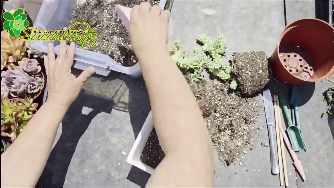 Repotting Donkey Tails