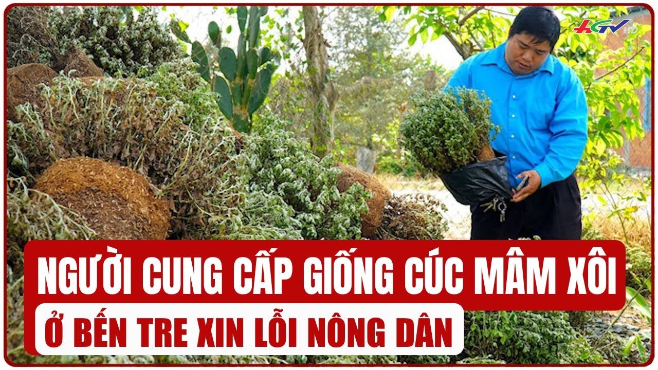 Người cung cấp giống cúc mâm xôi ở Bến Tre xin lỗi nông dân | Truyền hình Hậu Giang