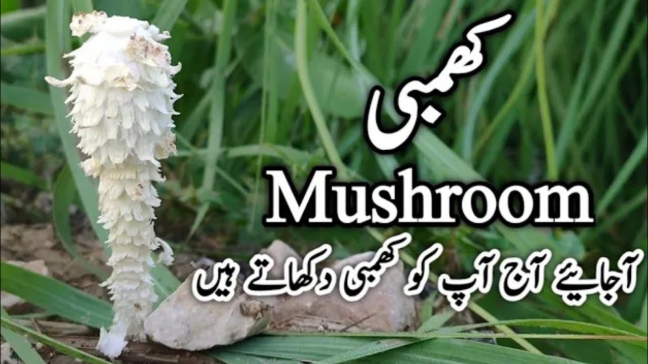 khumbi کھمبی mushroom watch and enjoy our village things
