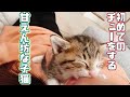 【保護猫】家に来て2日目の子猫が超絶甘えん坊だとわかりました