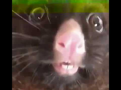 Brother of Dramatic Chipmunk