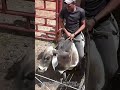 Veteran Cowboy's Bull Handling Process #worker #process #rodeo #cowboy #cattle