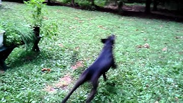 Roscoe hates quadrotors