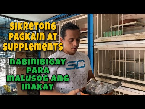 SIKRETONG PAGKAIN AT SUPPLEMENTS NA BINIBIGAY PARA MALUSOG ANG INAKAY |Reggie Cruz Loft & Aviary