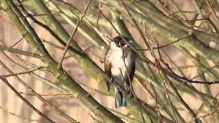 Reed Buntings - Rspb Lakenheath
