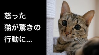 兄猫に怒った末っ子がとった驚き行動が…