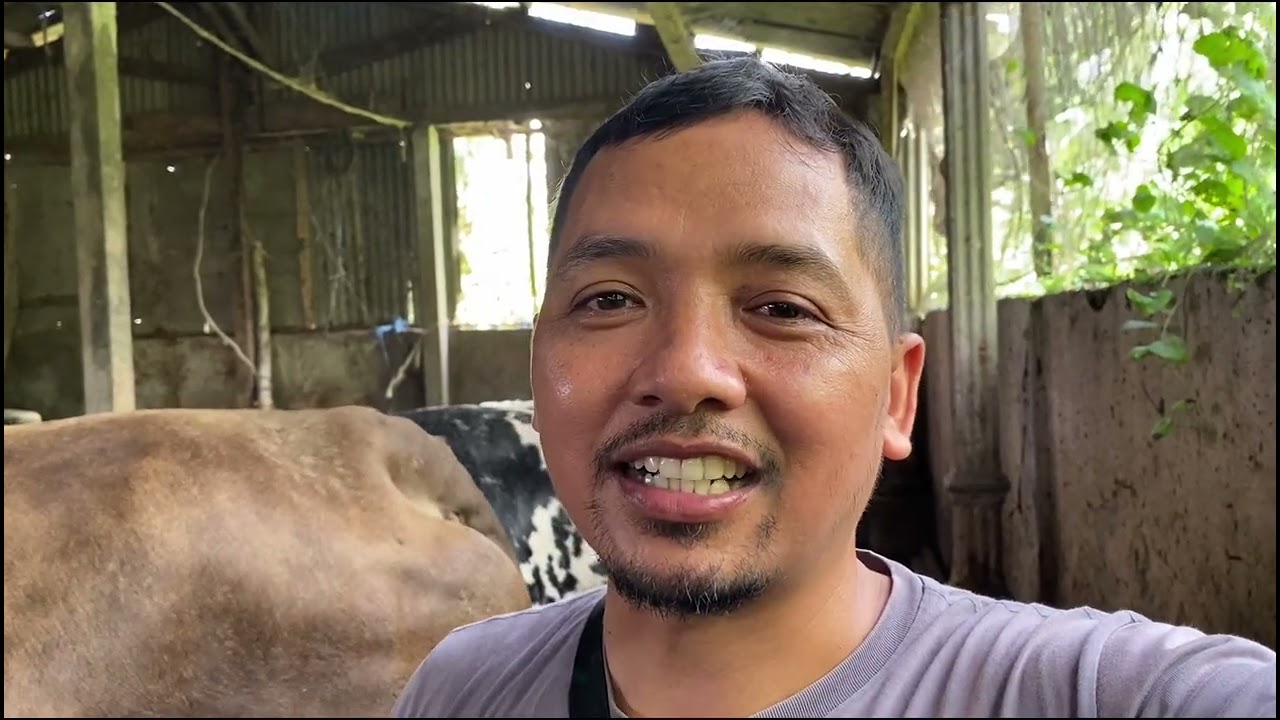 CARA BETERNAK BREEDING SAPI ANTI GAGAL DAN PASTI UNTUNG (Insyaalloh)