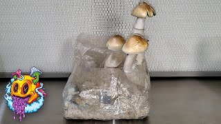 North Spore ShroomTek All In One Bag 2nd Flush