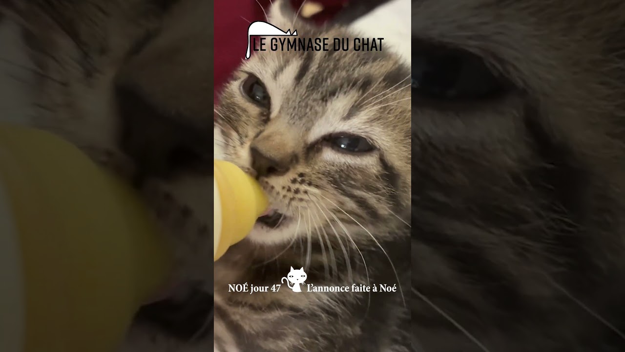 Noé le chat jour 47 : l'annonce faite à Noé