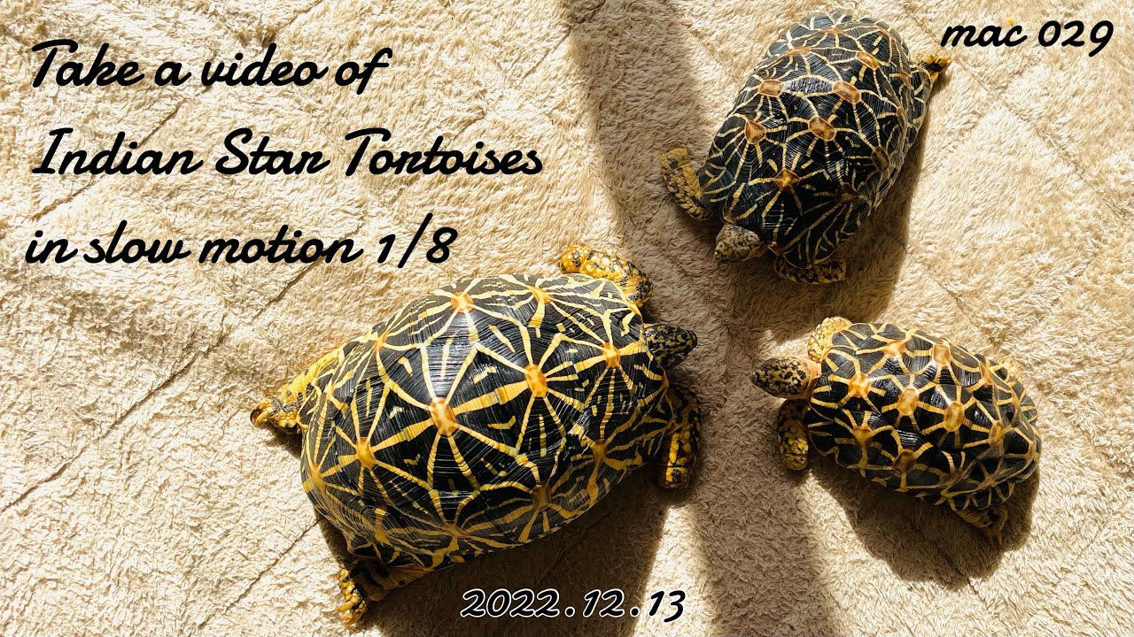 ［Индийская звездчатая черепаха］Снимите черепаху в замедленной съемке со скоростью 1/8