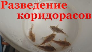 Крапчатый сомик разведение Коридорас крапчатый