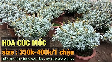 Hoa cúc mốc siz :350k-400k/1 chậu-Trung kiên garden, zalo: 035.42.55055 & 0977.999.046.