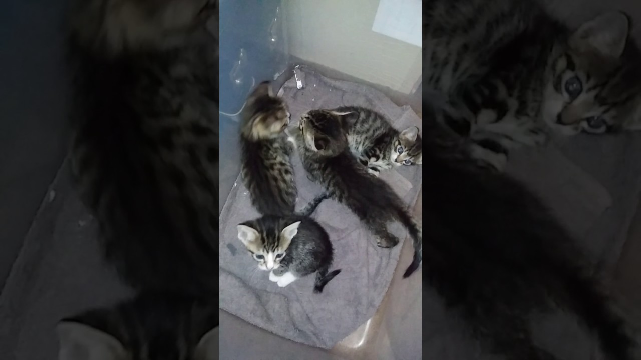 camera iphone 8 plus apk The kittens at play 4/27/17