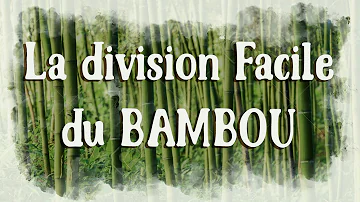 Comment diviser du bambou ?
