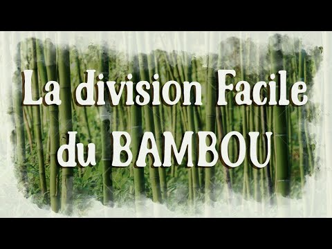 Vidéo: Mon bambou en pot a besoin d'être fendu - Comment diviser un grand bambou en pot