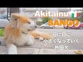 [Akita dog fighting cancer] Akita dog getting smaller day by day.