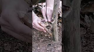 Trap #Bushcraft #Trap #Survival