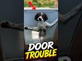 Funny Dog Door Moments #pawventure #shorts