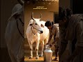 एक छोटे से गांव में एक प्यारी सी आदमी और एक उसका प्यारा सा गया रहता था जिसका नामनंदिनी था