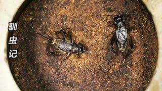 《驯虫记》红牙黄无败封将 | CCTV纪录