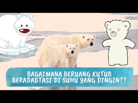 Bagaimana beruang kutub beradabtasi di suhu yang dingin?