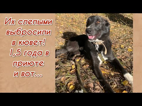 Их слепыми выбросили в кювет! 1,5 года в приюте и вот… Приют для животных