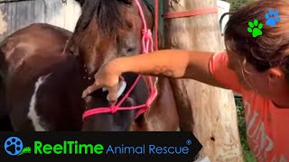 Punky's Return! Punky & Gunner Celebrate with a Beat-the-Heat Bath! | MJM Horse Rescue