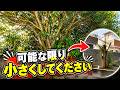 【残すという選択】大きくなりすぎた木を小さくする方法