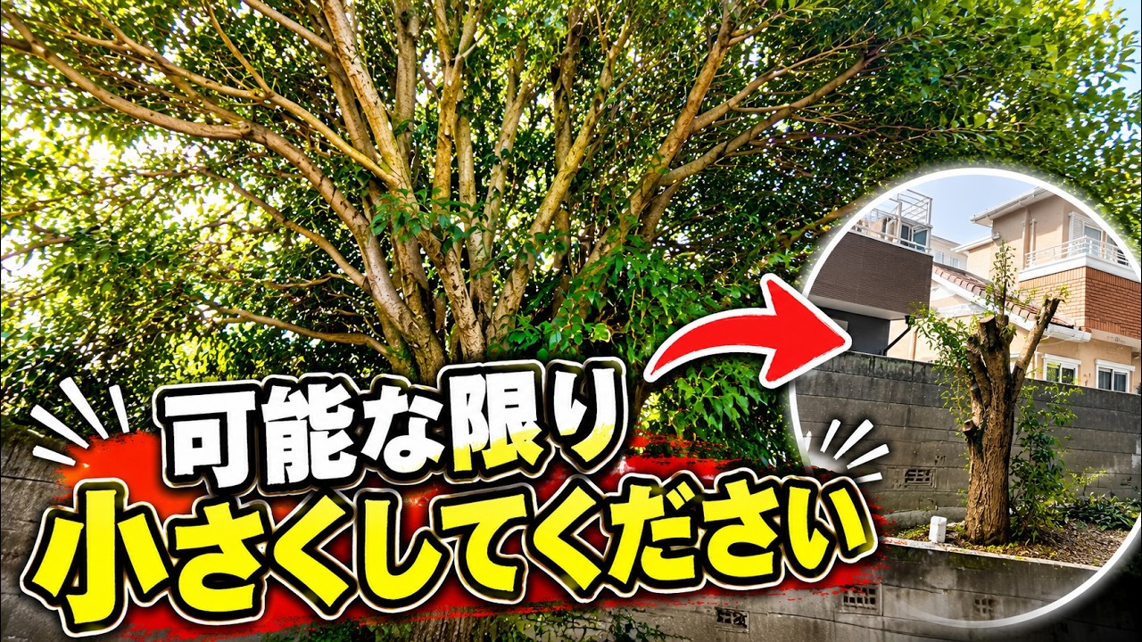 【残すという選択】大きくなりすぎた木を小さくする方法
