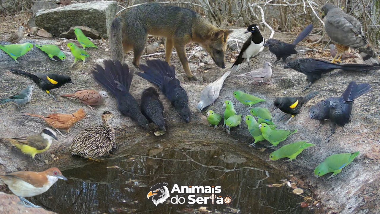 AGORA OS ANIMAIS TÊM ÁGUA TODOS OS DIAS