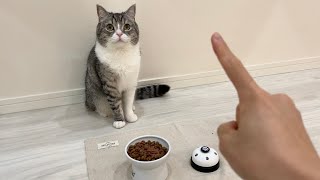 I put a feast in front of a cat that has learned to 