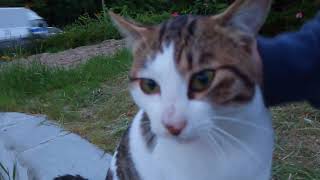 駐車場で出会った白キジ猫ちゃん、撫でると喜んで懐いてきた