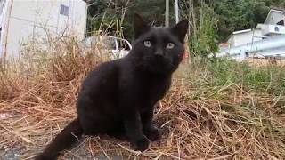黒猫、茶トラ、ハチワレ子猫達が集まって来ました。