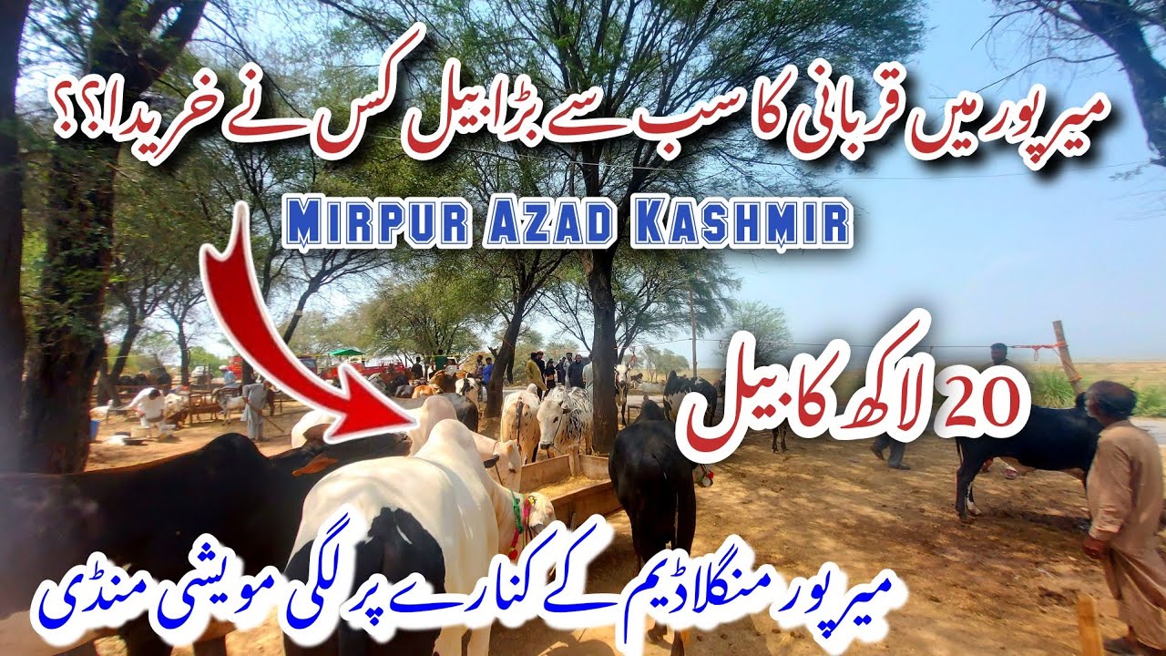 Who bought a bull worth two million in Mirpur? || Mirpur Azad Kashmir ||