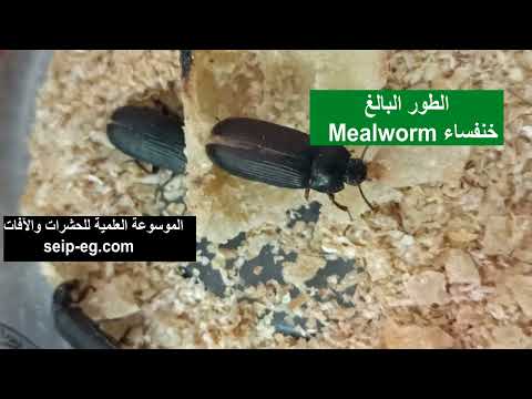 خنفساء و دودة الجريش الصفراء – ميل ورم Mealworm