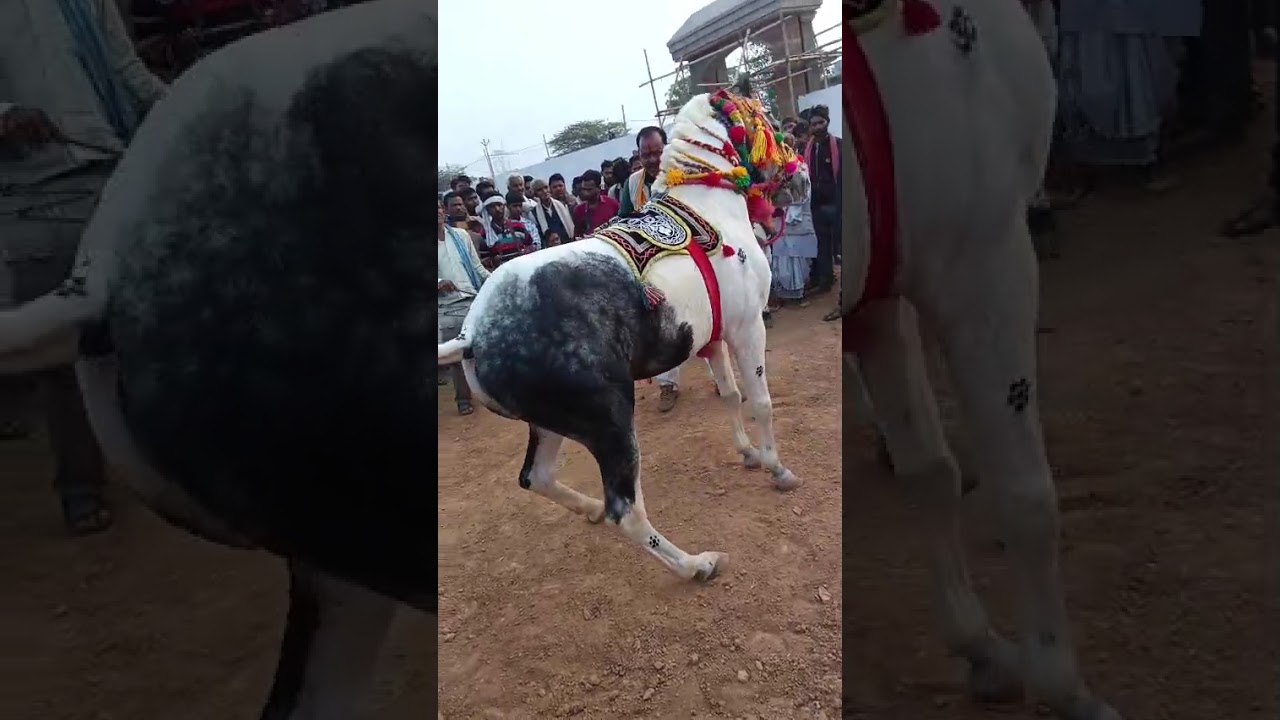 बलराम बेलाताल मस्त्याना पुरा 8400108288