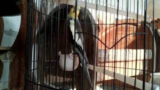 FALK GACOR MASTERAN MURAI