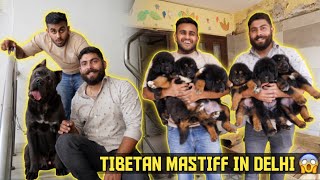 He has Tibetan Mastiff, Cane Corso & Cows at His Home in Gurgaon (Puppy Giveaway)