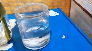 DIY Mini Ecosystem dari Botol Bekas: Sirih Gading dan Ikan Hias dalam Satu Wadah