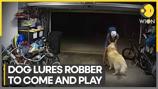 Thief takes break during robbery to play with Dog | WION