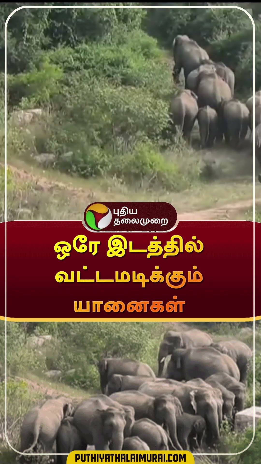 ஒரே இடத்தில் வட்டமடிக்கும் யானைகள் | #shorts | #elephant | #krishnagiri