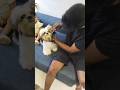 #pets #love #beautiful #funny #dog #instagram #reels #status #shortsfeed #shorts #viral #malayalam