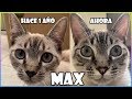 ¡¡UN AÑO CON MI GATO!! - SiamCatChannel